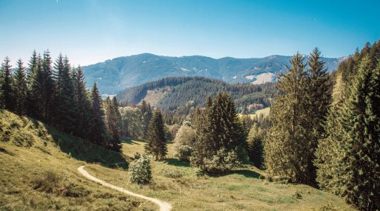 Ein gewundener Pfad durch eine grasbewachsene Wiese, GSWS-gekennzeichnet, mit hohen Kiefern und entfernten Bergen unter einem klaren blauen Himmel.