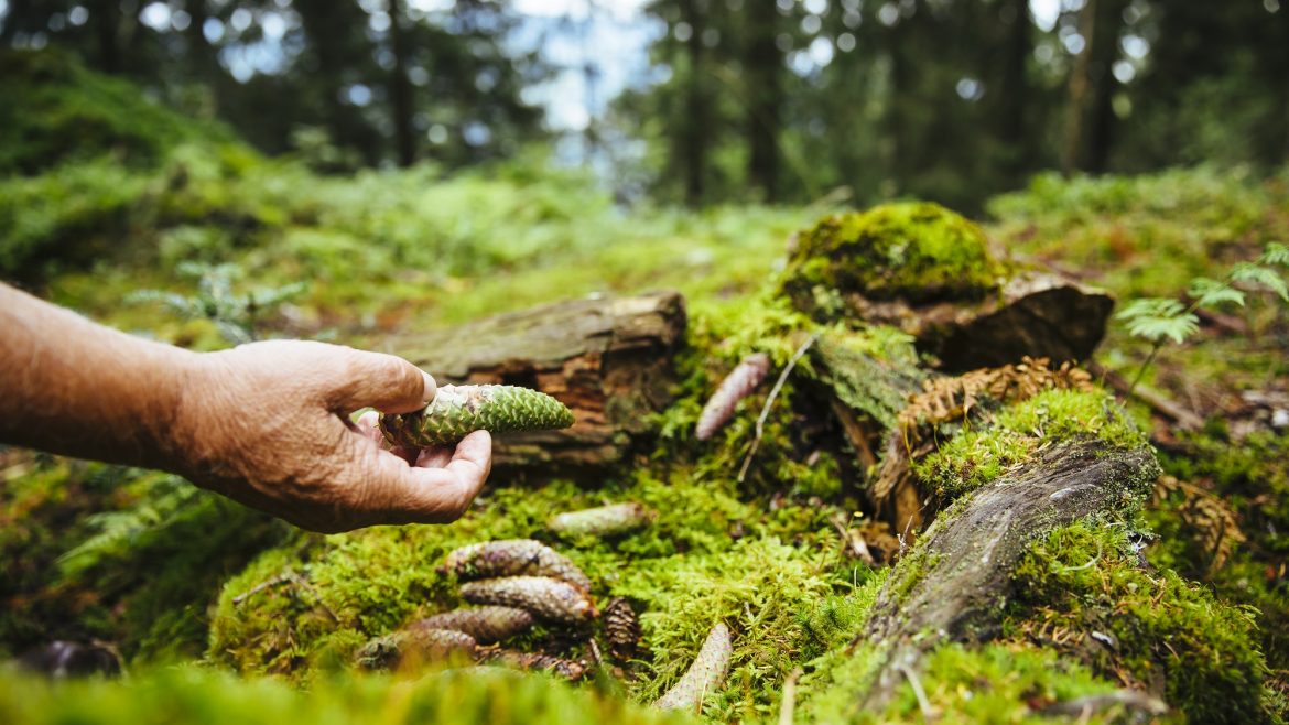 Naturraum Wald © SalzburgerLand Tourismus