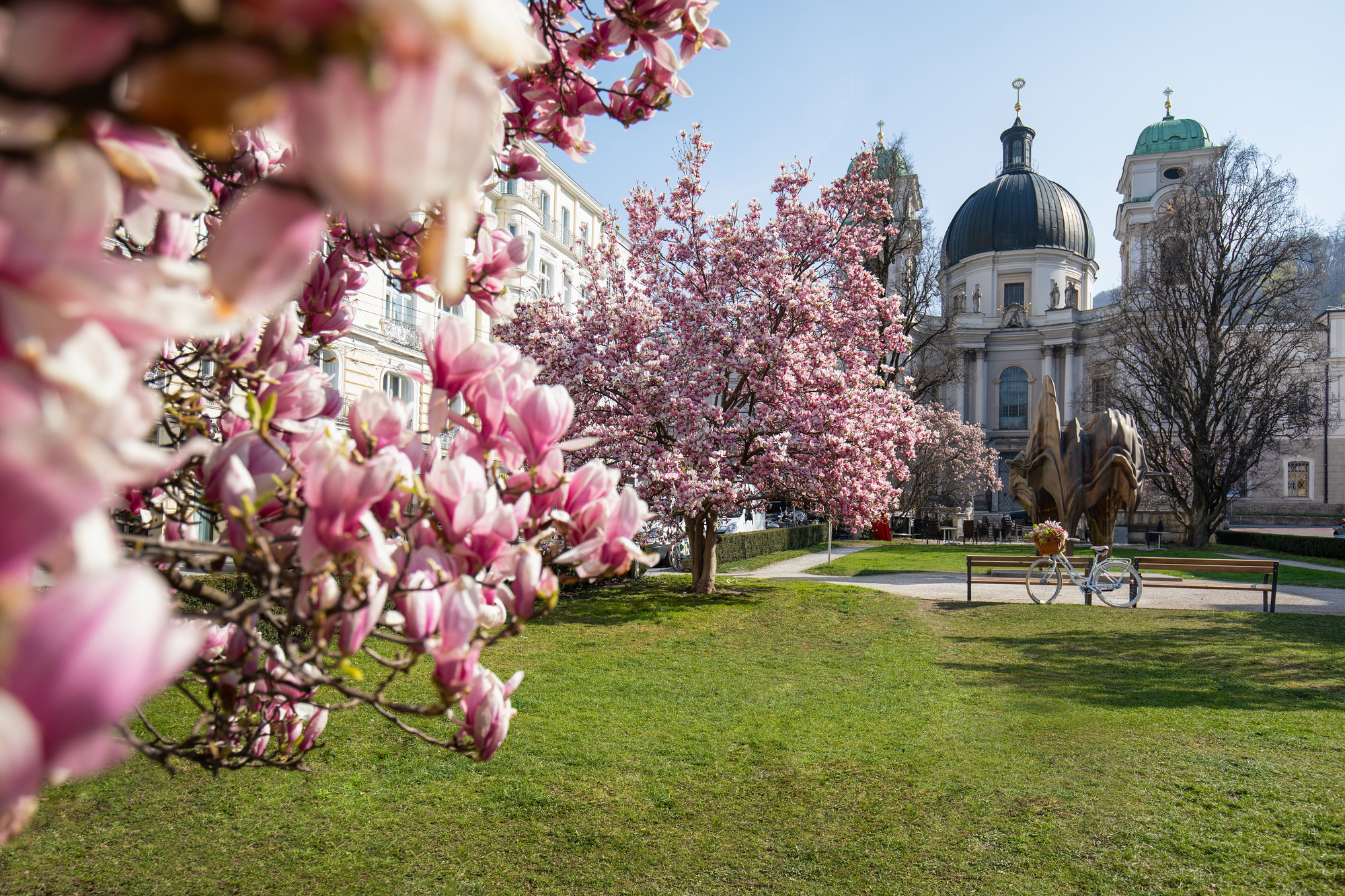 An einem sonnigen Tag blühen rosa Magnolienbäume in einem Park mit historischen Kuppelgebäuden im Hintergrund.