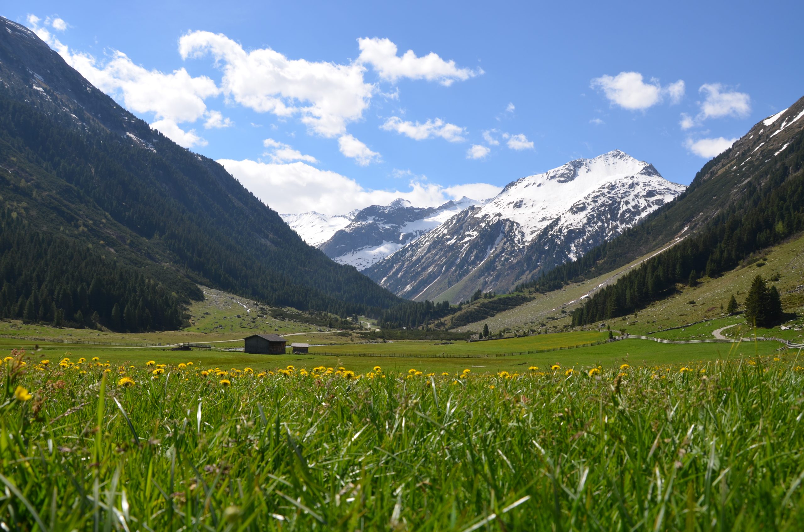 Ein Feld mit Gras und gelben Blumen, verschneite Berge und eine kleine Hütte unter blauem Himmel.