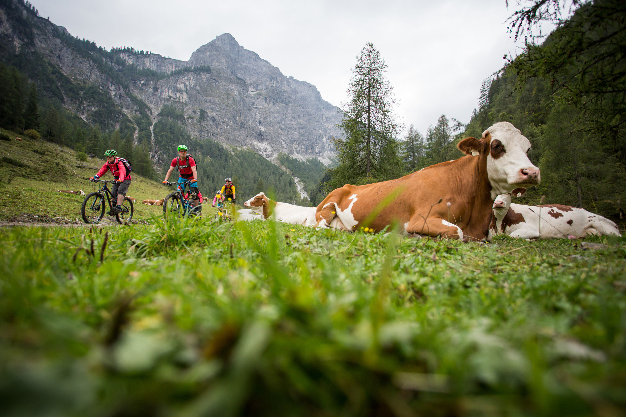 Radfahrer fahren an Kühen vorbei, die in einer Berglandschaft unter bewölktem Himmel im Gras liegen.