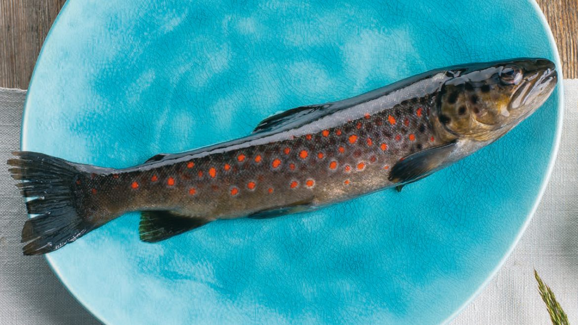 Ein frischer Fisch mit roten Flecken liegt auf einem hellblauen Teller.