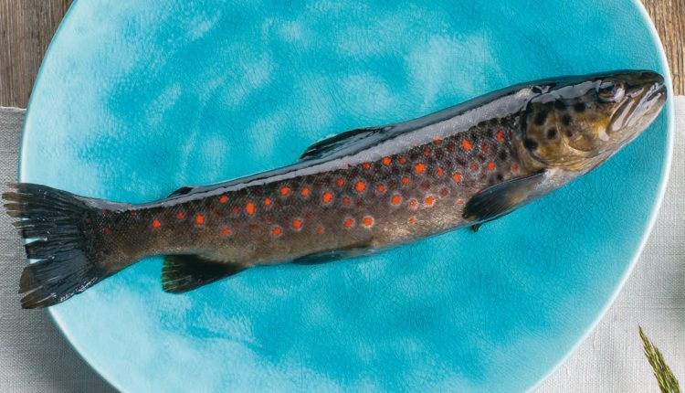 Ein frischer Fisch mit roten Flecken liegt auf einem hellblauen Teller.
