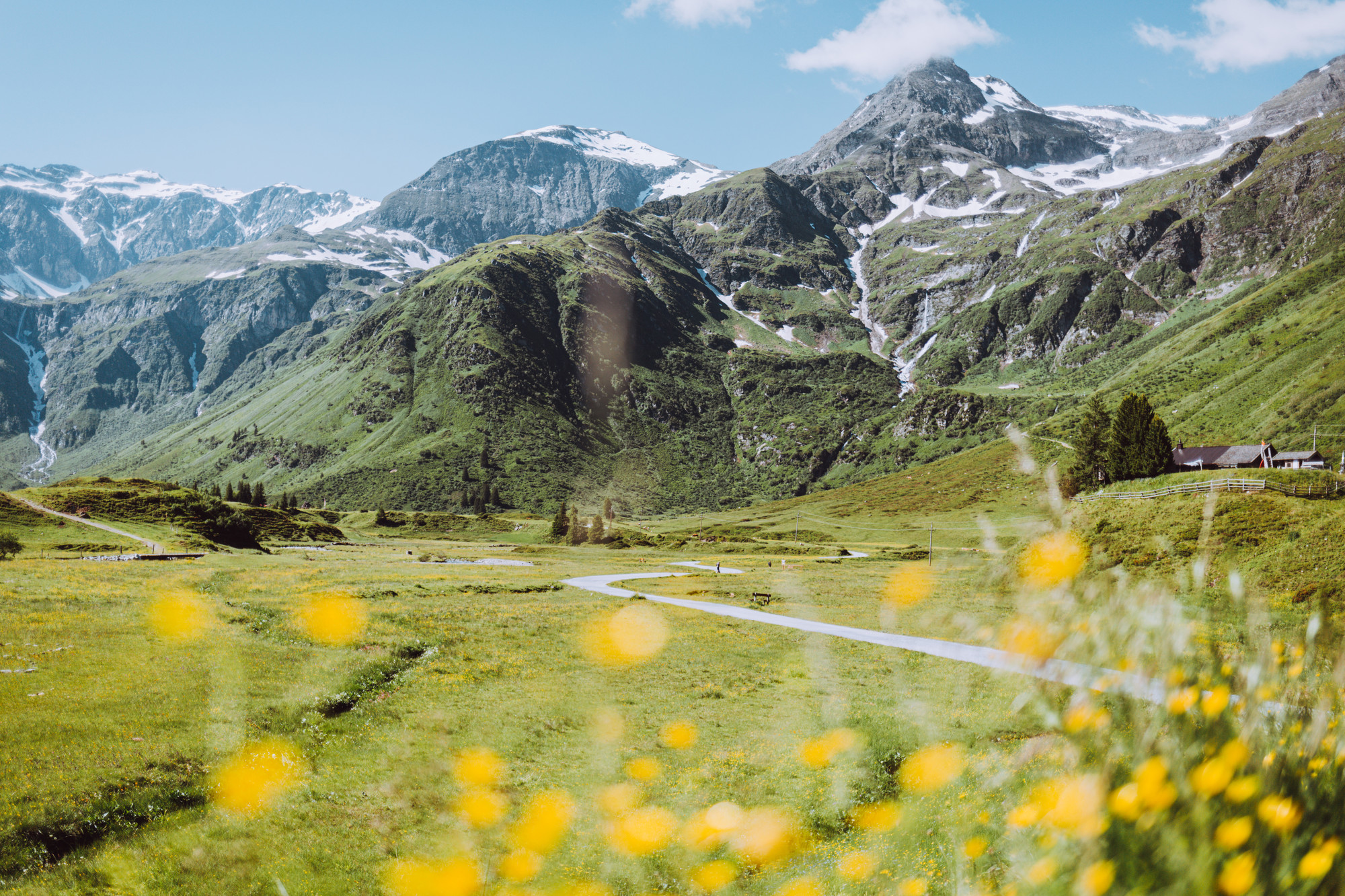 Schneebedeckte Berge und grüne Hügel mit gelben Wildblumen im Vordergrund unter einem blauen Himmel.
