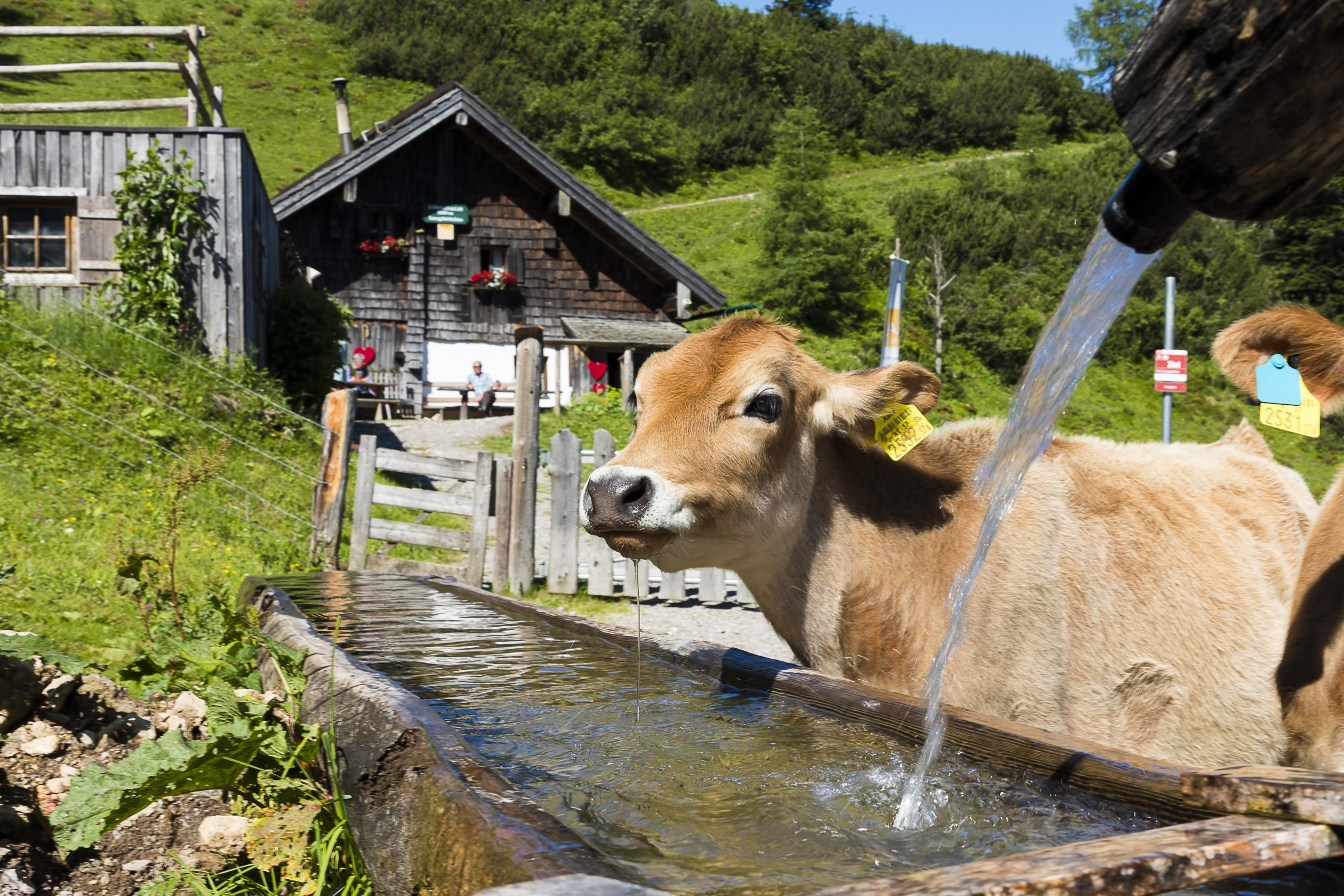 Eine Kuh trinkt aus einem hölzernen Trog mit Wasser vor einem rustikalen Bauernhaus in einer grünen, hügeligen Gegend.