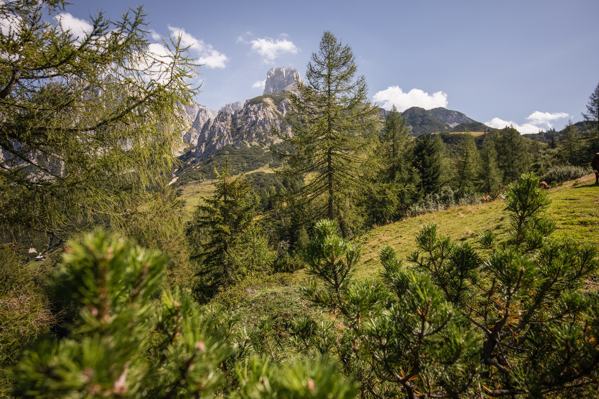 Berglandschaft mit Kiefern im Vordergrund und einem felsigen Gipfel im Hintergrund bei klarem Himmel.