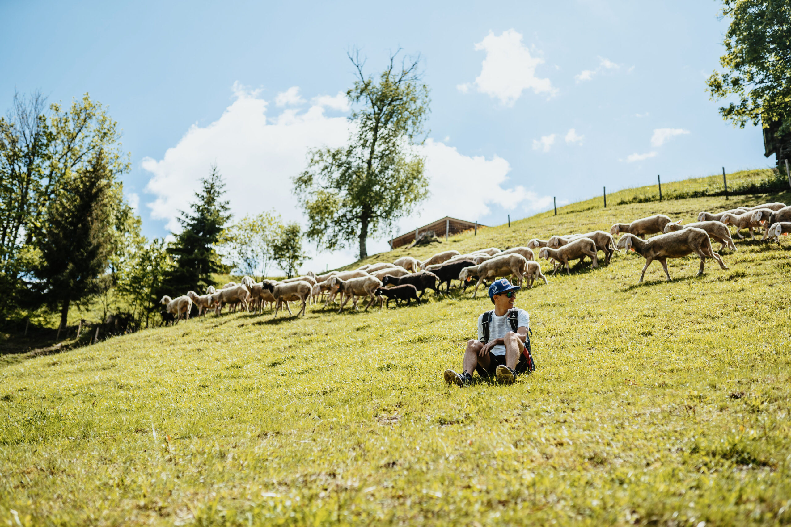 Eine Person sitzt im Gras, während eine Schafherde auf einem sonnigen Hügel mit Bäumen im Hintergrund weidet.