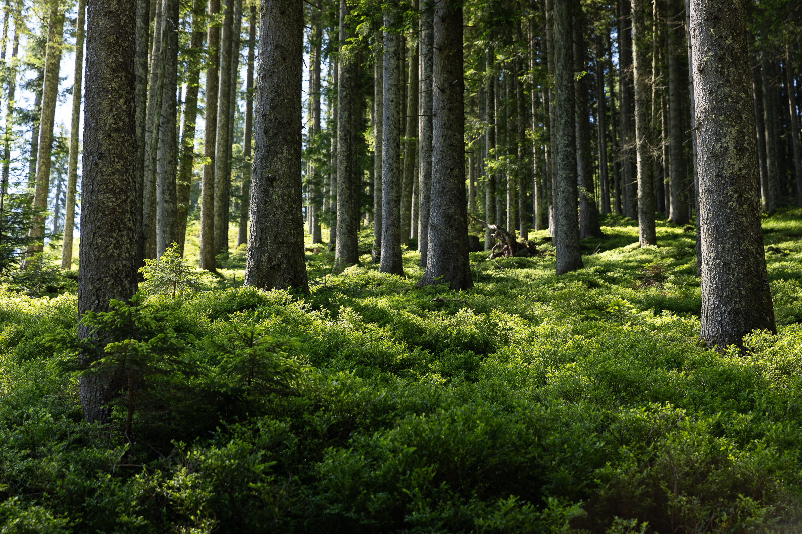 Das Sonnenlicht scheint durch hohe Kiefern auf das üppige Grün des Unterholzes in einem dichten Wald.