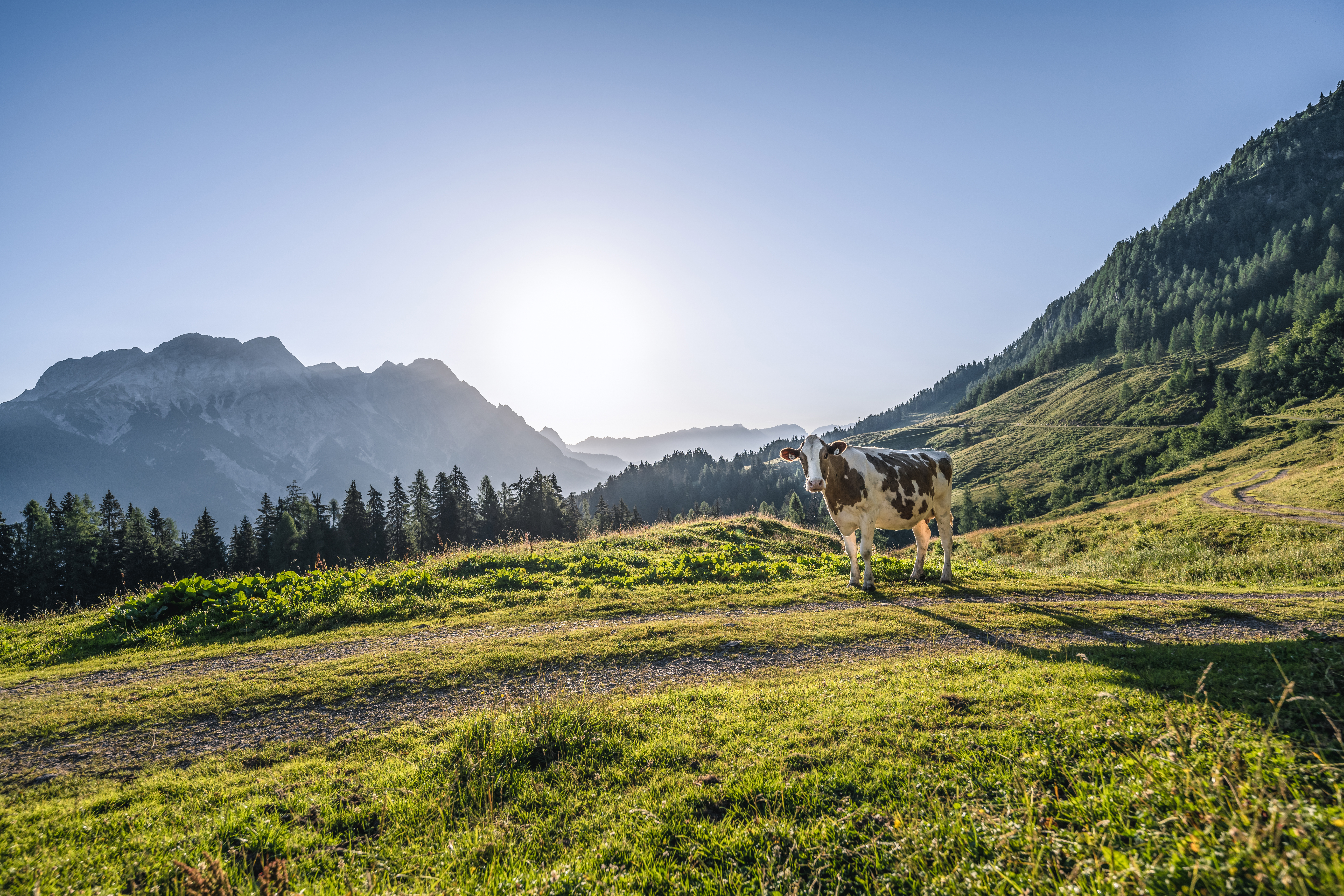 Eine Kuh steht auf einem grasbewachsenen Hügel mit Bergen, Bäumen und der Sonne im Hintergrund.